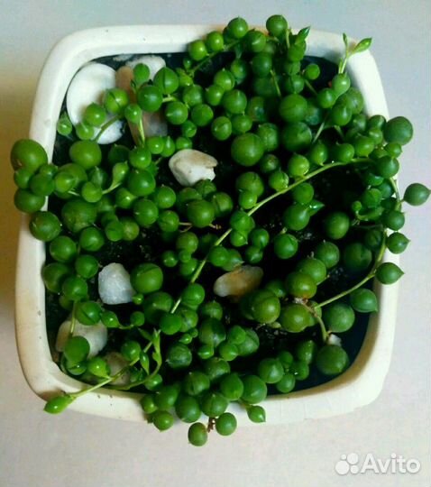 Суккуленты-Сенецио - 6 видов