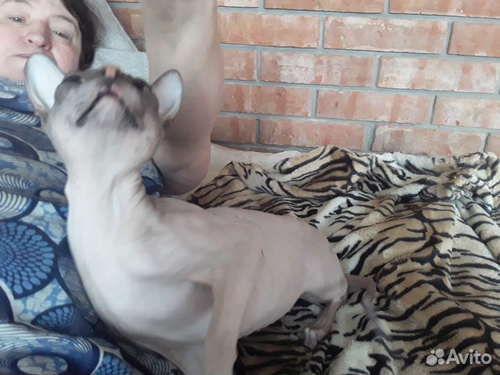 Вязка кошки