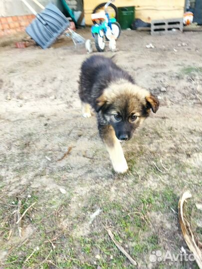 Щенки (девочки)в добрые руки отдам бесплатно