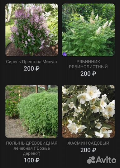 Кустарники