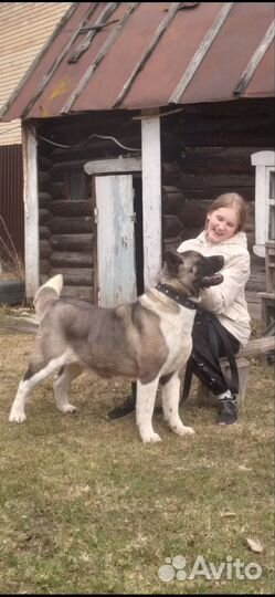 Американская акита вязка