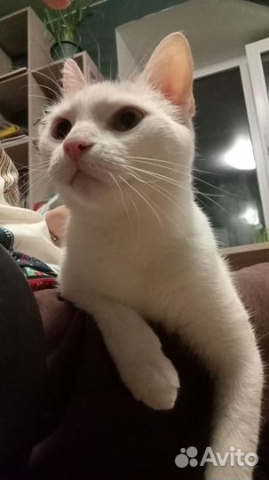 Молодая кошечка