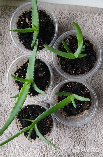 Алоэ лечебный