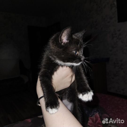 Черный котенок