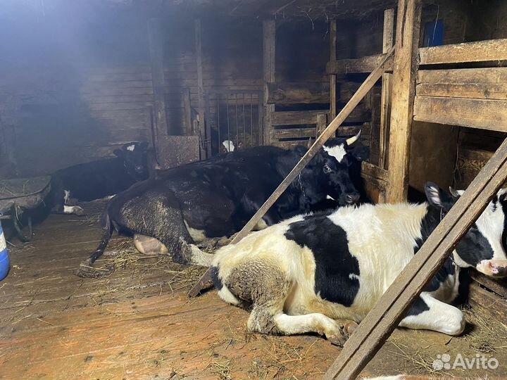 Корова дойная с теленком