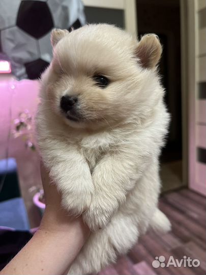 Померанский шпиц мини