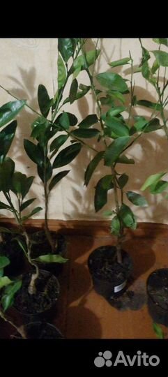 Цитрусовые растения