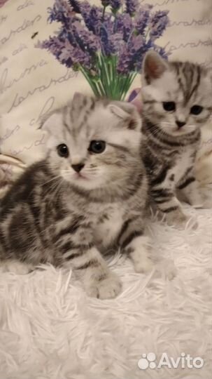 Отдам шотландских котят