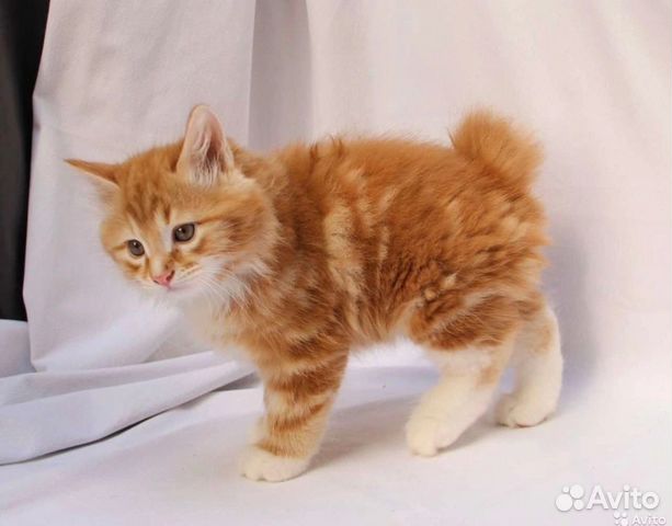 Курильский бобтейл. Кот курильский бобтейл. Курильский бобтейл рыжий длинношерстный. Курильский бобтейл рыжий. Курильский бобтейл мраморный.