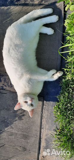 Отдам бесплатно котика