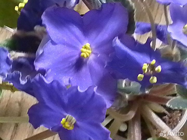 Цветущие фиалки