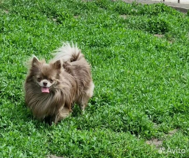 Лиловый кобель для вязок