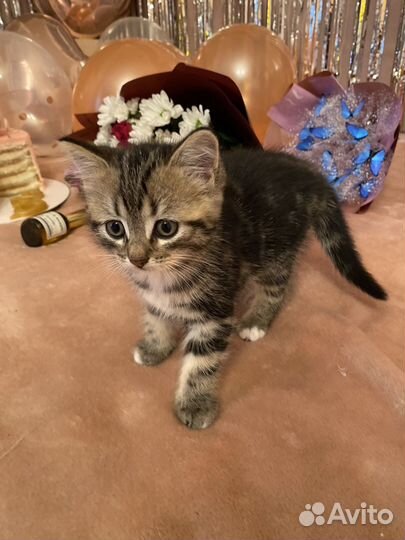 Британские котята