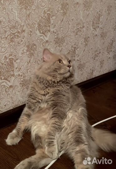 Британский