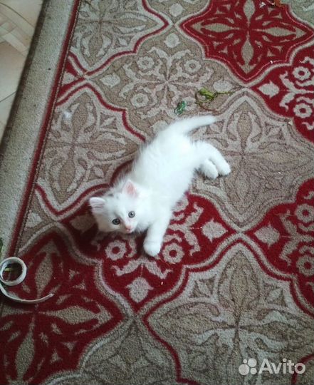 Котенок