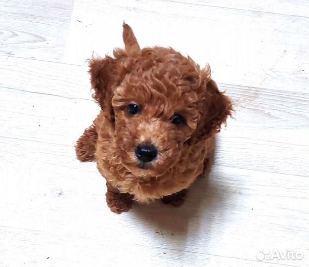 Пудель девочка