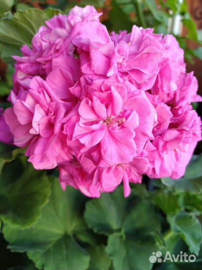 Пеларгония герань сортовая