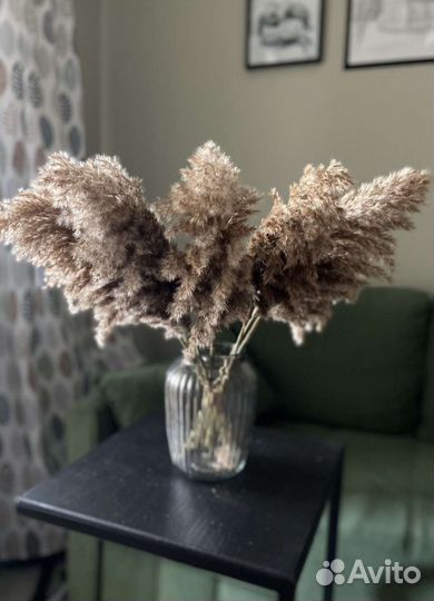 Сухоцветы пампасная трава камыш