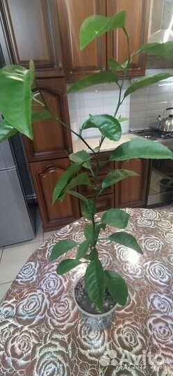 Комнатные растения и цветы