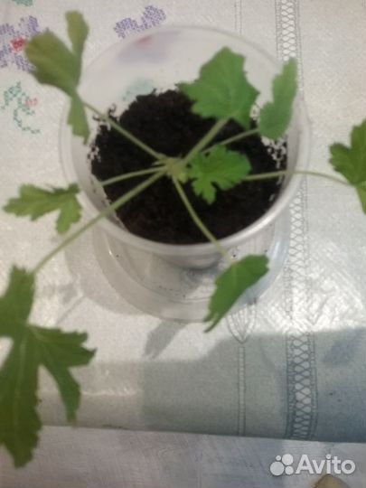 Пеларгония герань