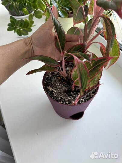 Аглоунема и 3 отводка