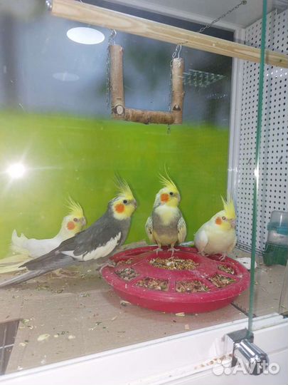 Попугаи разных видов