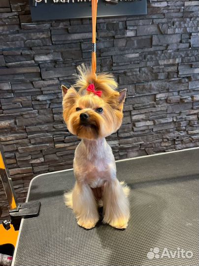 Акция -15 процентов на груминг