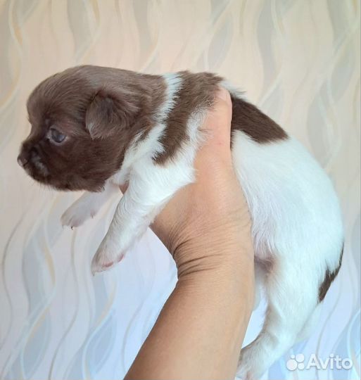 Щенки чихуахуа длинношерстные
