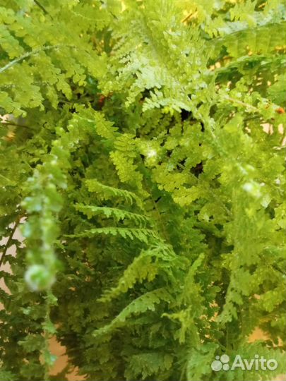 Папоротник