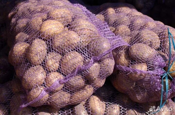 Продам картофель