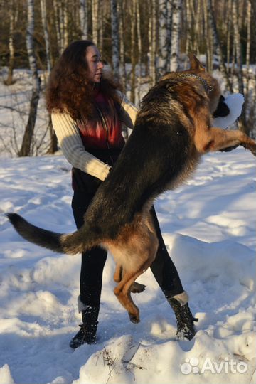 Домашняя индивидуальная передержка животных