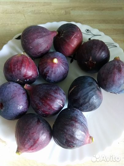 Саженцы инжира 