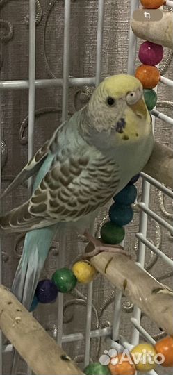 Волнистый попугай самка