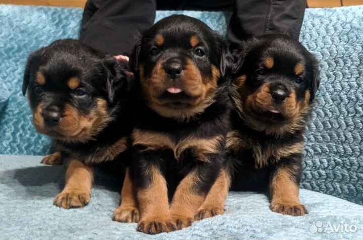 Щенки ротвейлера