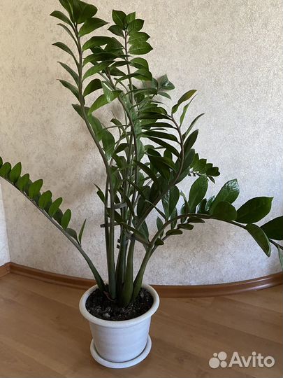 Комнатные цветы