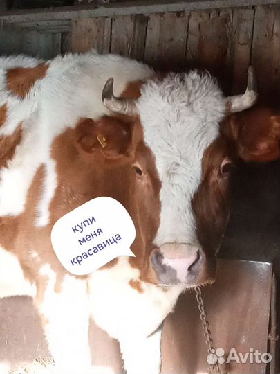 Продам высокоудойную корову