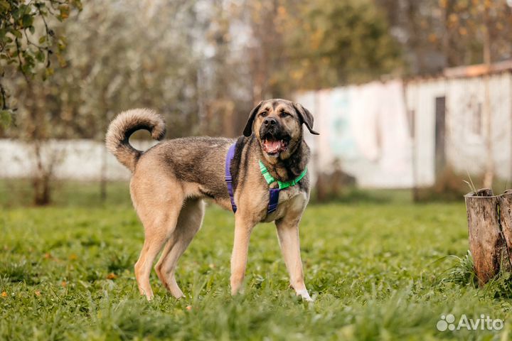 Собака в добрые руки