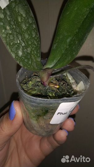 Орхидея Violet Thunder