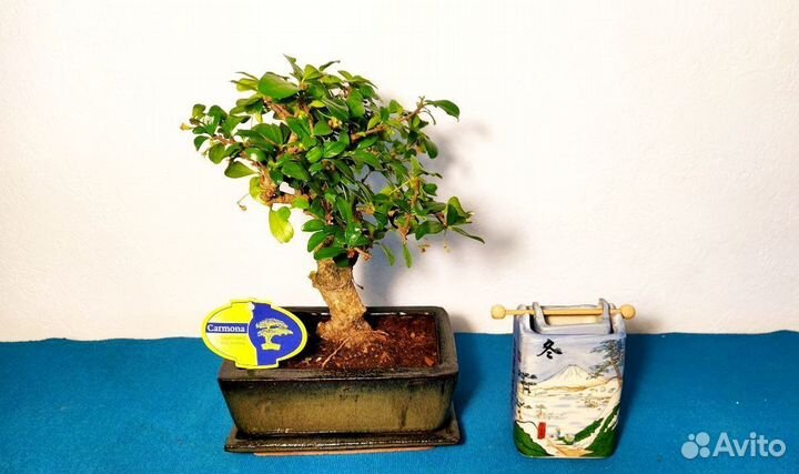 Бонсай цветущий
