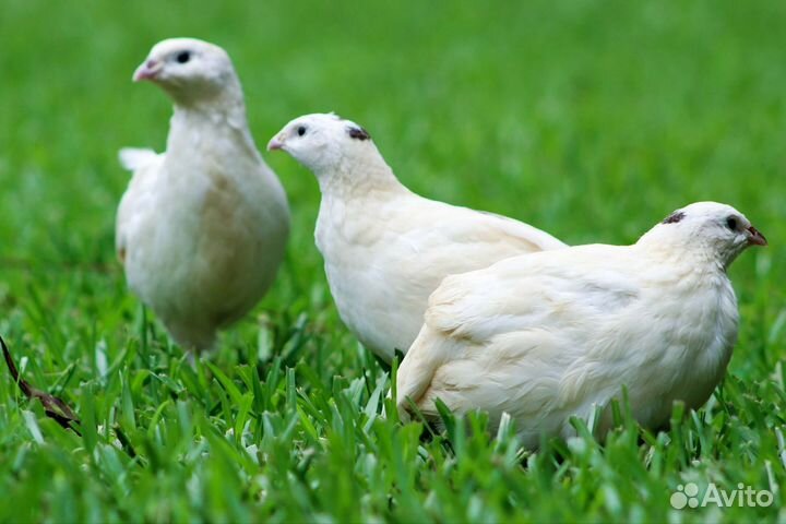 Перепела Техасцы