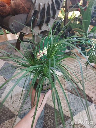 Пальма нолина