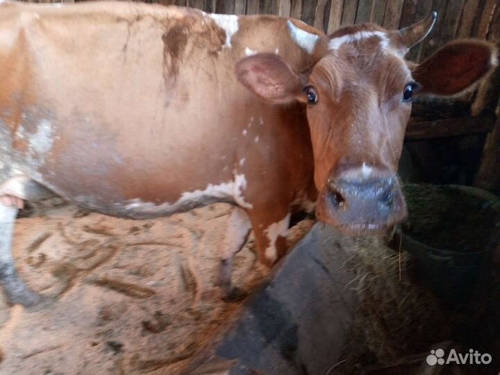 Козы и козлы и корова