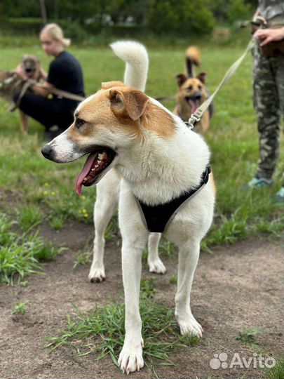 Купер-приютский красавец