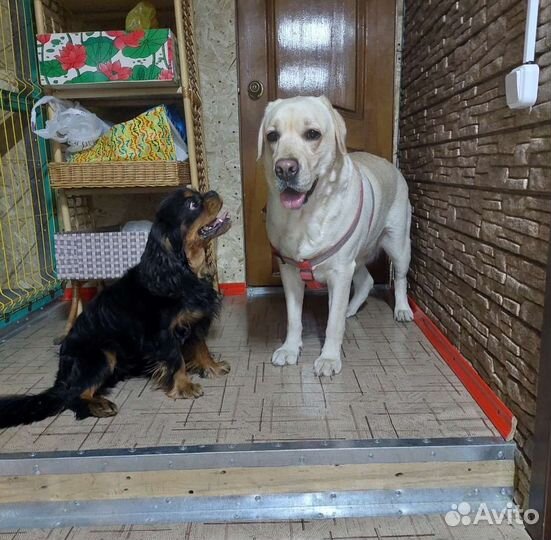 Зоогостиница для собак