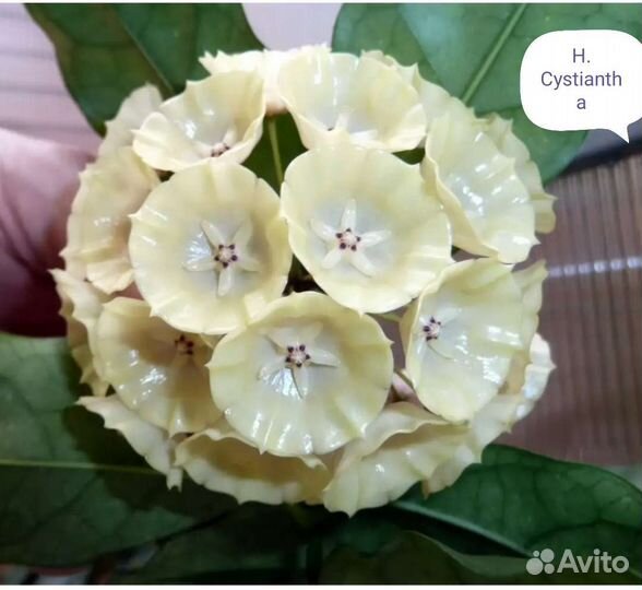 Хойя, дисхидия