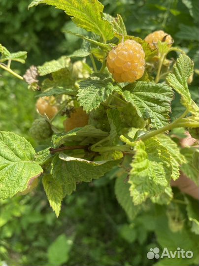 Саженцы Малины жёлтой, красной. Ежевика
