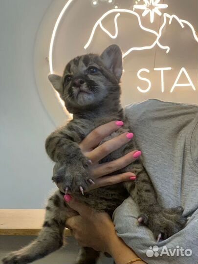 Грумер для кошек и собак