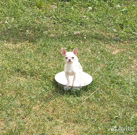 Чихуахуа мини мальчик