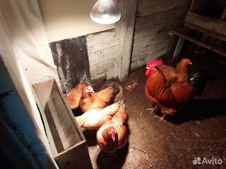 Инкубационное яйцо, цыплята Кучинская юбилейная