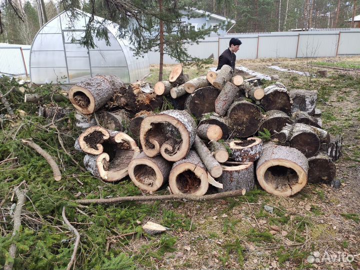 Спил удаление деревьев